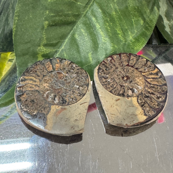 Ammonite N POLISHED AMMONITE FOSSIL PAIR – The Spiral of Ancient Life