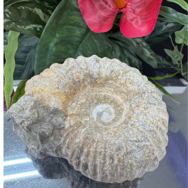 Ammonite l AMMONITE FOSSIL – The Spiral of Time & Transformation