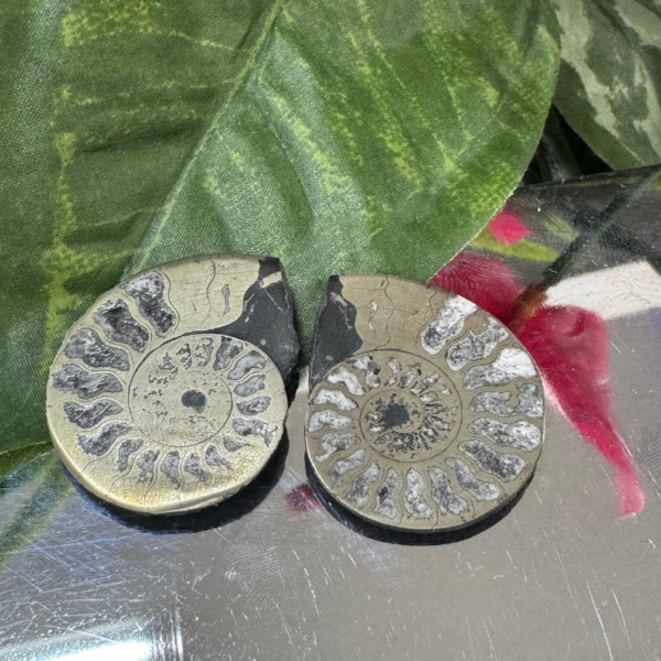 AMMONITE WITH PYRITE – The Golden Spiral of Energy & Evolution