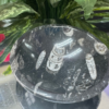 ORTHOCERAS FOSSIL BOWL – The Legacy of the Ancient Ocean