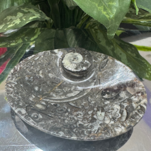 ORTHOCERAS FOSSIL BOWL – The Legacy of the Ancient Ocean