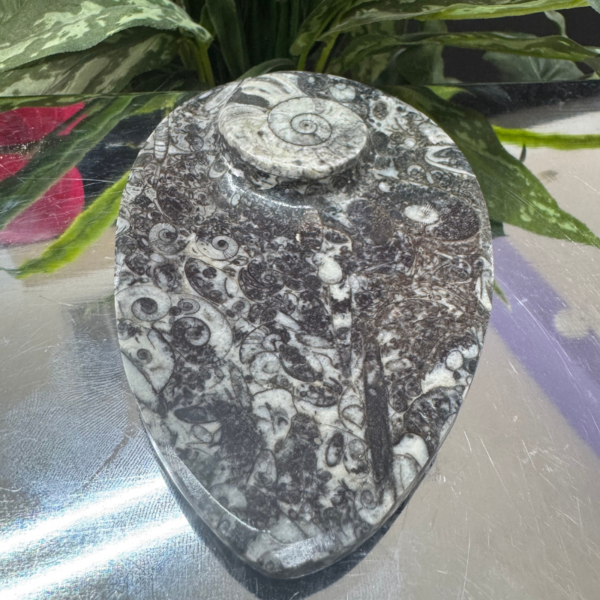 ORTHOCERAS FOSSIL BOWL – The Legacy of the Ancient Ocean