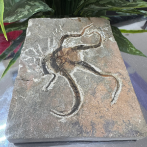 Starfish STARFISH FOSSIL – Echo of the Ancient Sea