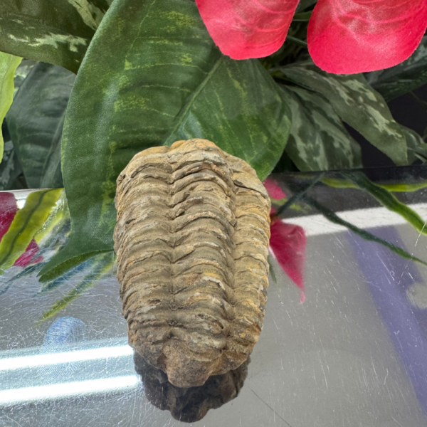 Trilobite TRILOBITE FOSSIL – The Ancient Guardian of Time